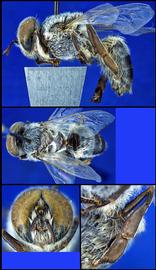   Apis florea  drone, photo: A.H. Smith-Pardo 
